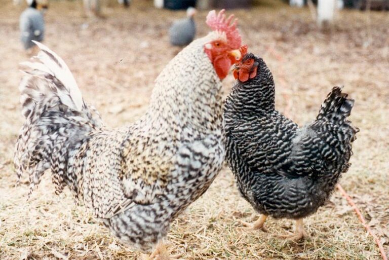 Cinnamon Chicken