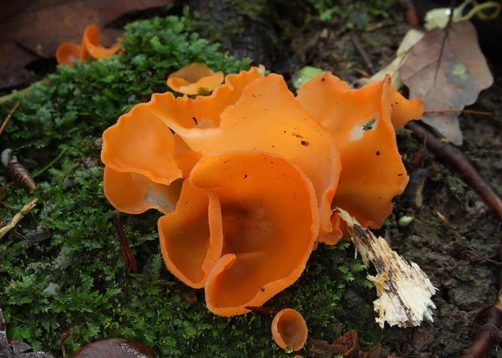 Crystallised Orange Peel