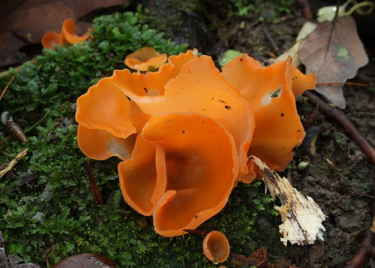 Crystallised Orange Peel