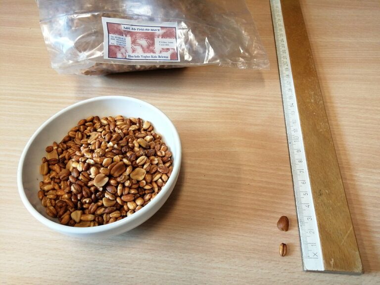 Dabo Kolo (Ethiopian Spiced Bread Snacks)