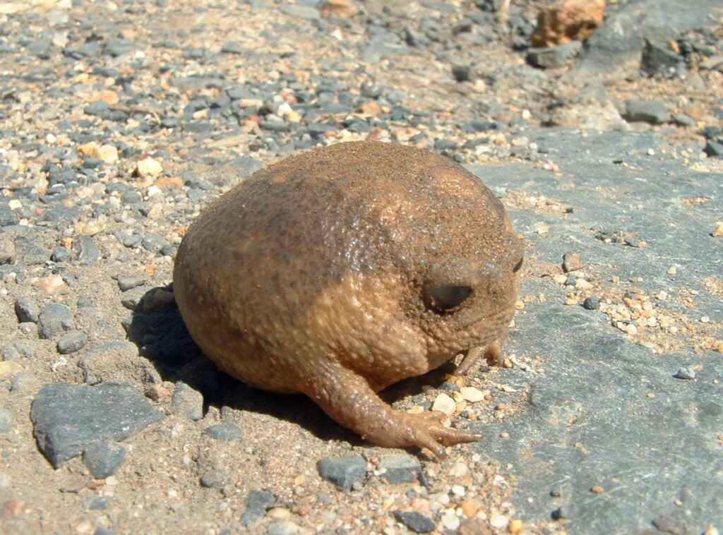Froga (Maltese Omelet)