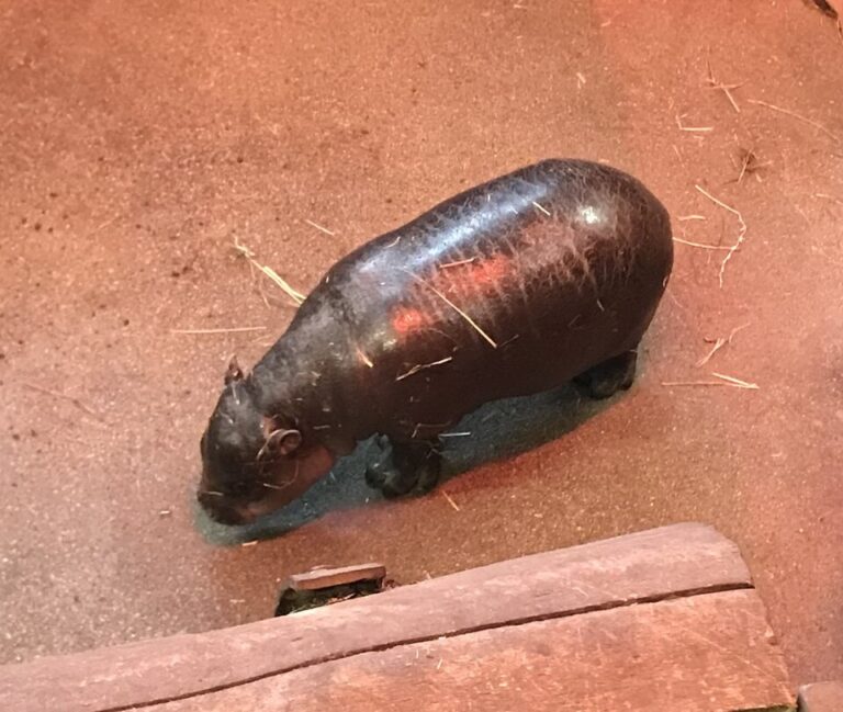 Haggis