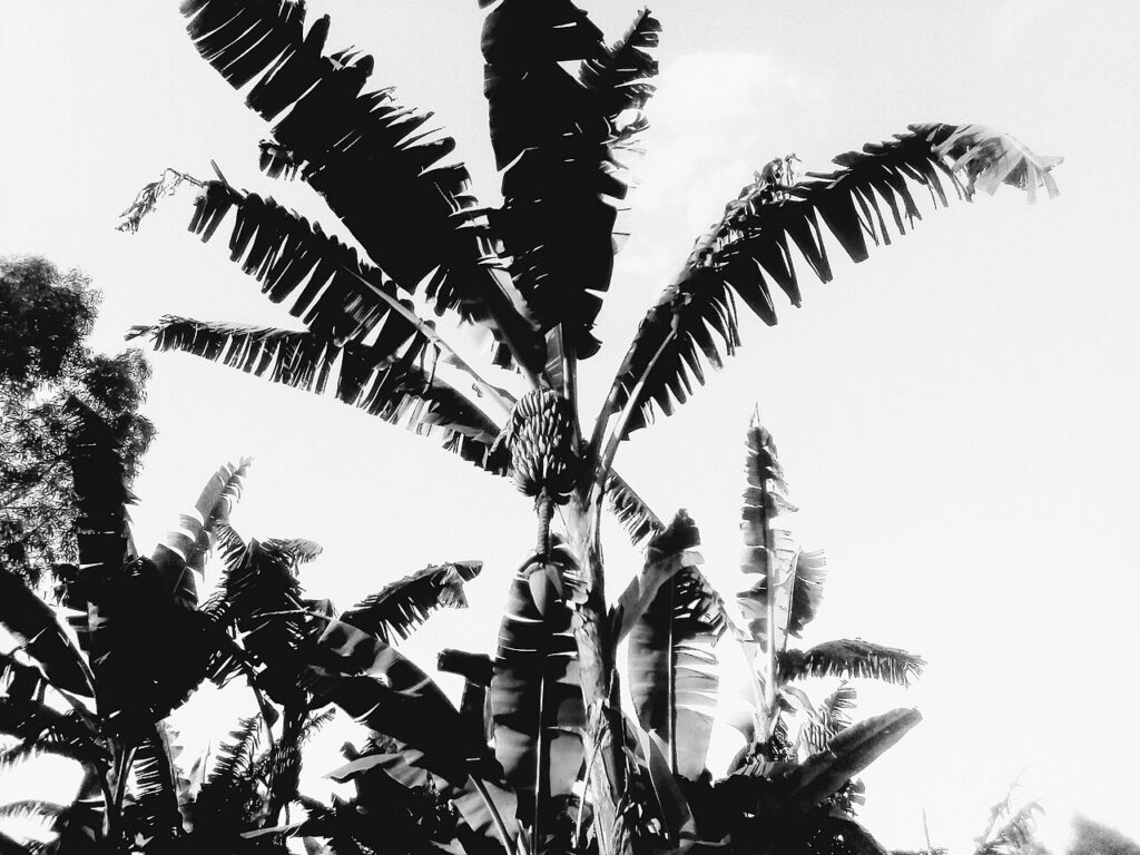 Ibiwungu (Rwandan Banana Beer)