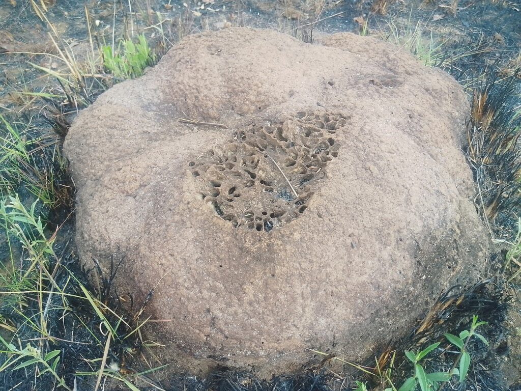 Inswa (Zambian Fried Flying Ants)