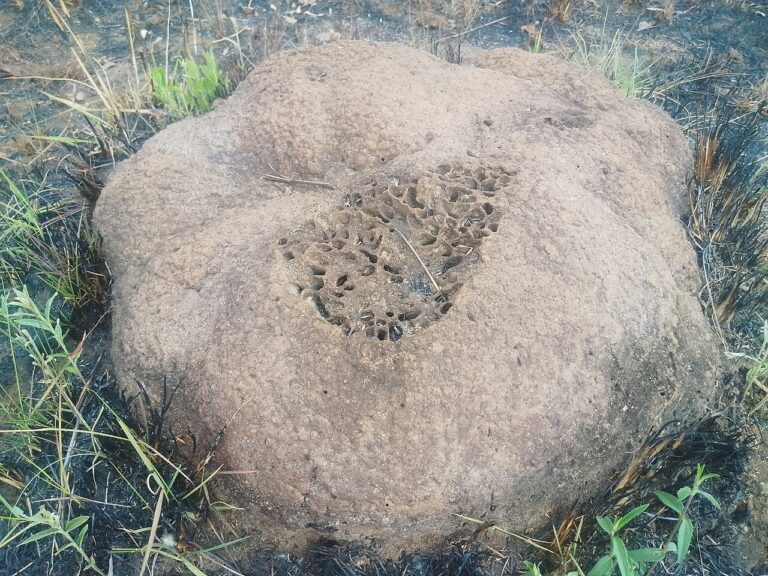 Inswa (Zambian Fried Flying Ants)