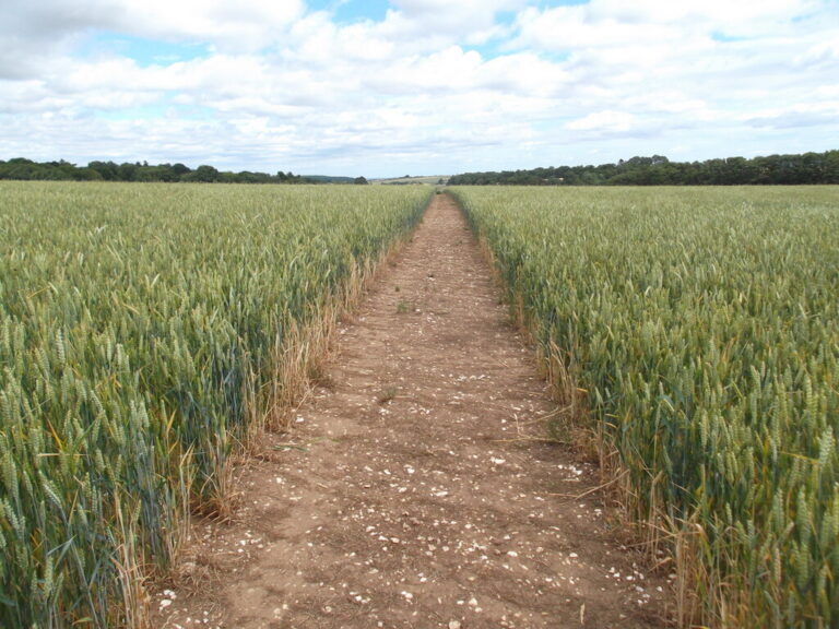 Nigerian Wheat Swallow