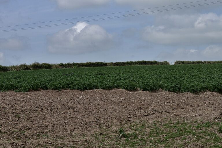 Potato Castle
