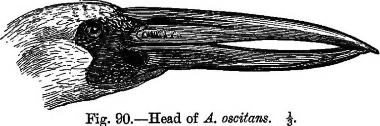 Quaker Oat Swallow