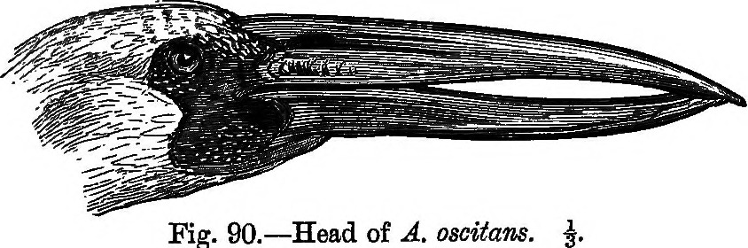 Quaker Oat Swallow