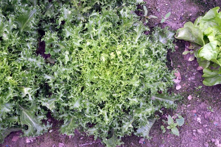 Salade Frisee