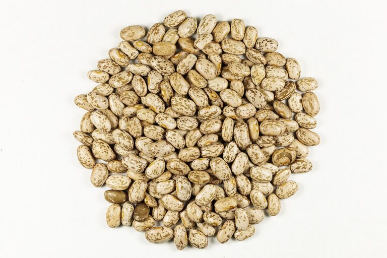 South Texan Pinto Beans