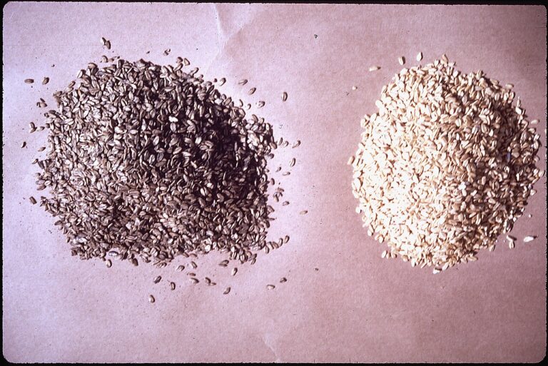Bean Spelt Oat Spread