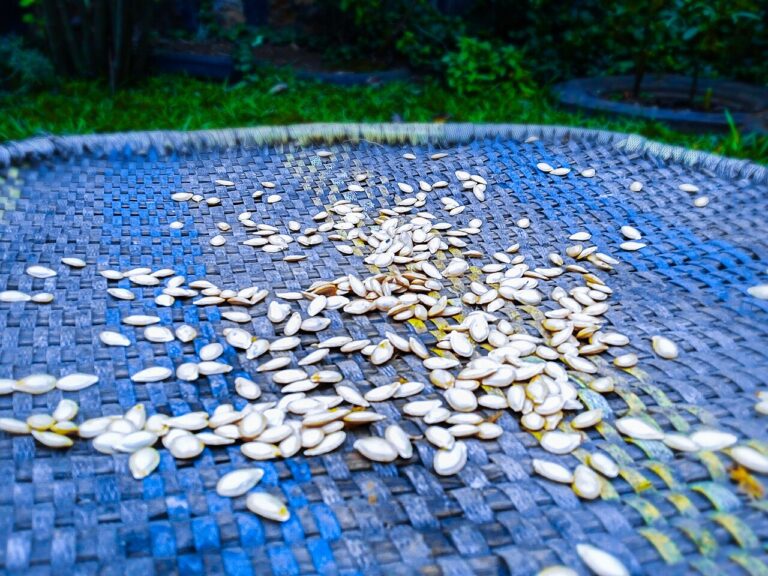 Ibihaza (Rwandan Beans)