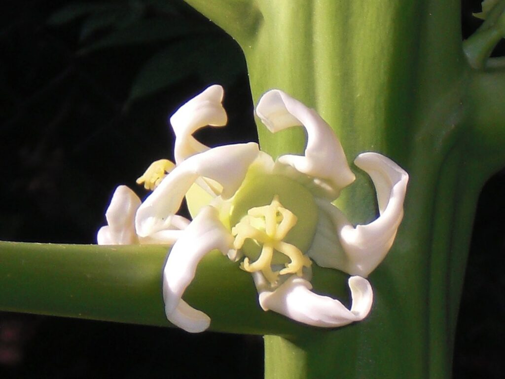 Creme de Papaya