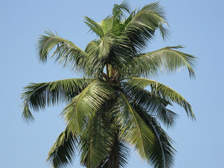 Koesisters with Coconut