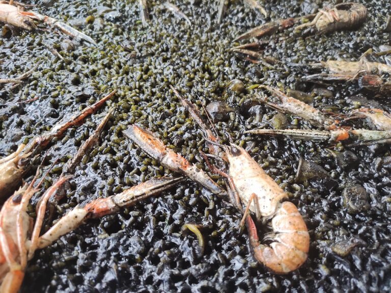 Arroz Negro (Valencian Squid Rice)